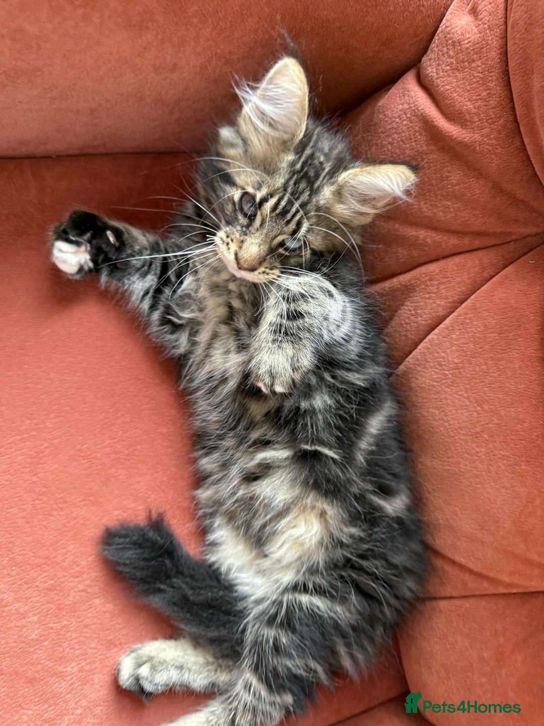 Maine Coon cats for sale: Maine coon - Image 30