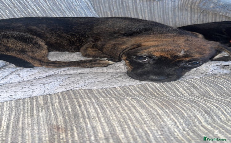 Mixed Breed dogs in Sunderland - Advert 9