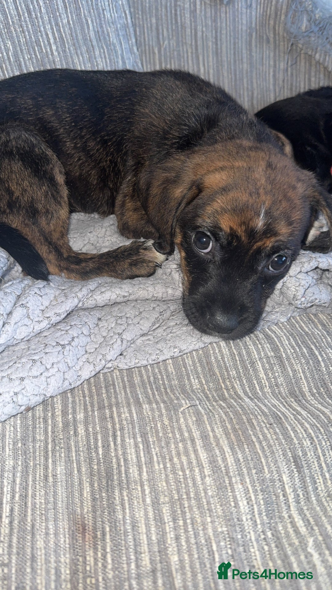Mixed Breed dogs for sale: Labradoodle x Staffy pups LAST FEMALE in Sunderland - Image 1