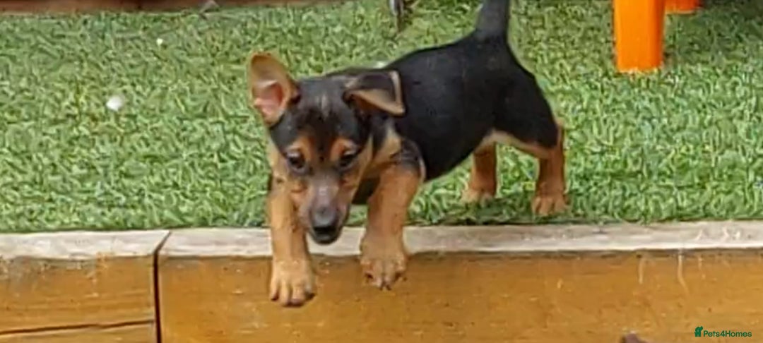 Jack Russell dogs for sale: Jack Russell's Miniature pup Ready to leave Now in Dagenham - Image 19