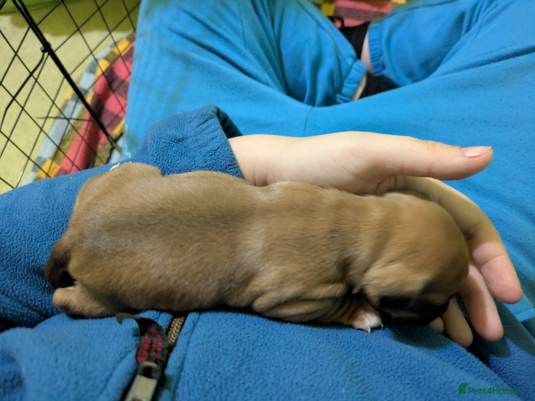 Mixed Breed dogs for sale: Janiel puppies  - Advert 7