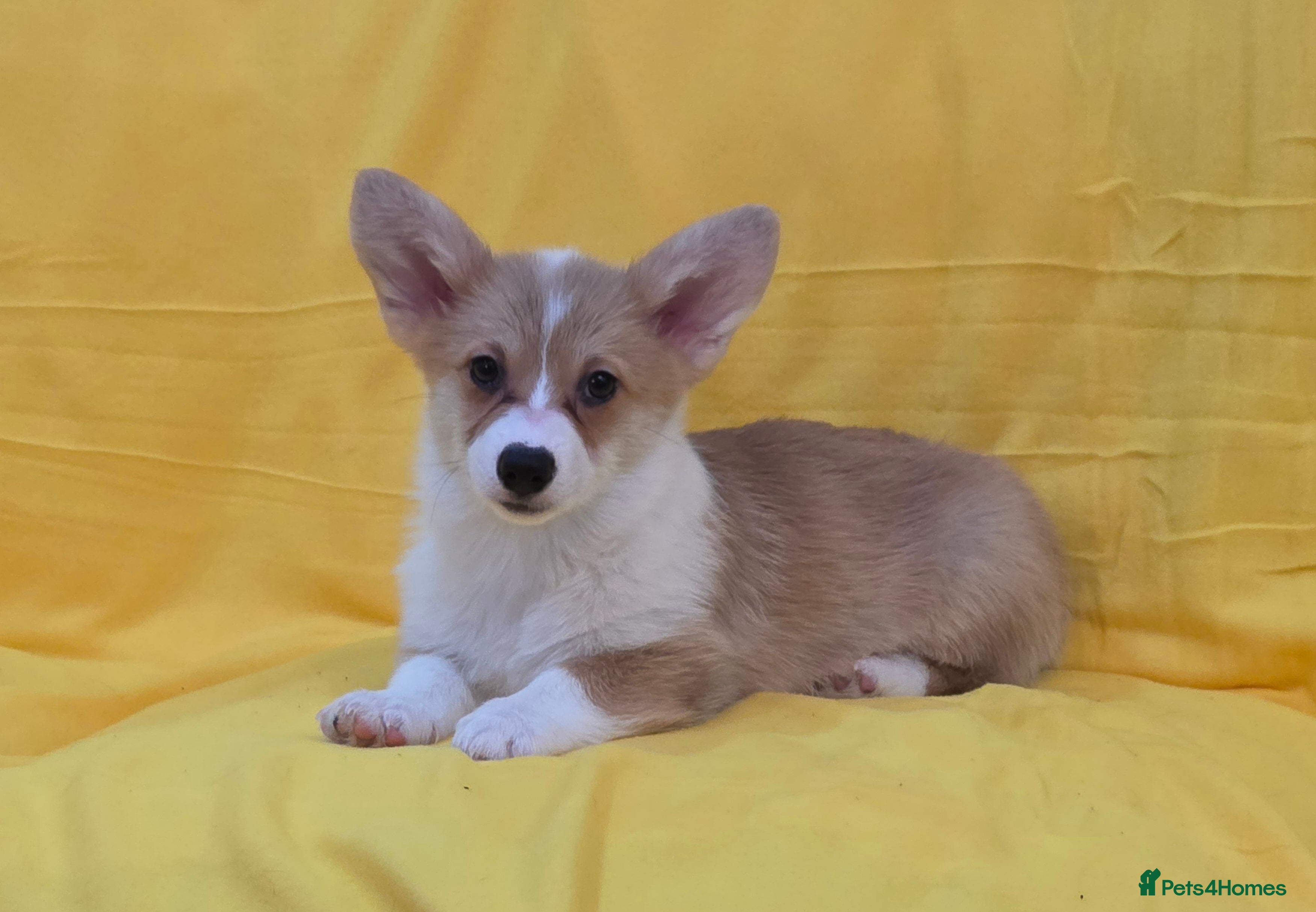 Welsh Corgi Pembroke dogs 33rd Gen KC Pembroke Corgi Pups - Advert 2