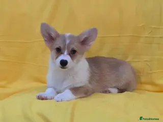 Welsh Corgi Pembroke dogs 33rd Gen KC Pembroke Corgi Pups - Advert 2