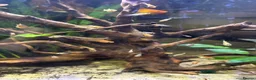 Platies fish for sale: Mix size of Platties - Advert 2