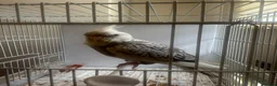 Cockatiels birds for sale: 3.5 months old male cockatiel- hand reared+cage i - Advert 4