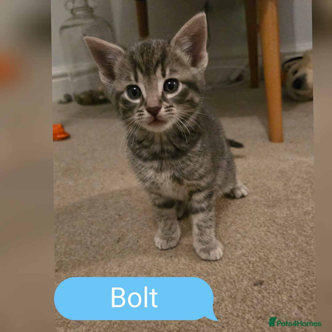 Mixed Breed cats for sale: 🐾 Beautiful Kittens Available 🐾 - Advert 4