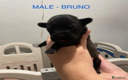 Labradoodle dogs for sale: 2 BEAUTIFUL MALES & 1 FEMALE LABRADOODLE PUPPIES - Image 7