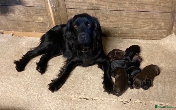 Cocker Spaniel dogs Cocker spaniel puppies  - Advert 2