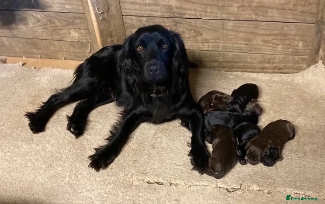 Cocker Spaniel dogs for sale: Cocker spaniel puppies  in Canterbury - Advert 1