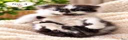 Mixed Breed cats for sale: Beautiful,  Kittens Looking for Loving Homes  - Advert 6