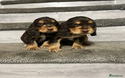 Cocker Spaniel dogs for sale: Show Cocker Puppies - Image 1