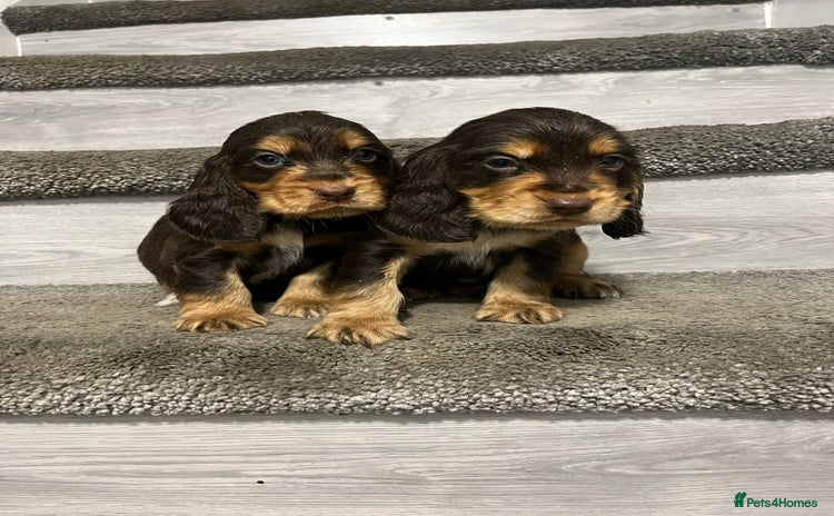 Cocker Spaniel dogs - Advert 10