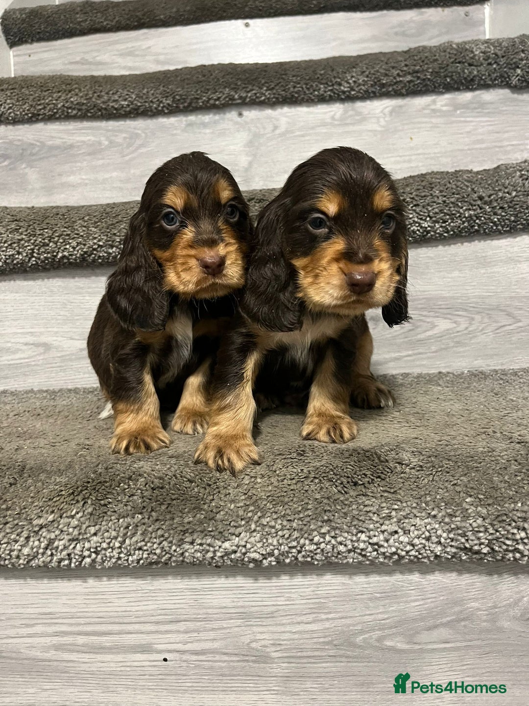 Cocker Spaniel dogs for sale: Show Cocker Puppies - Image 1