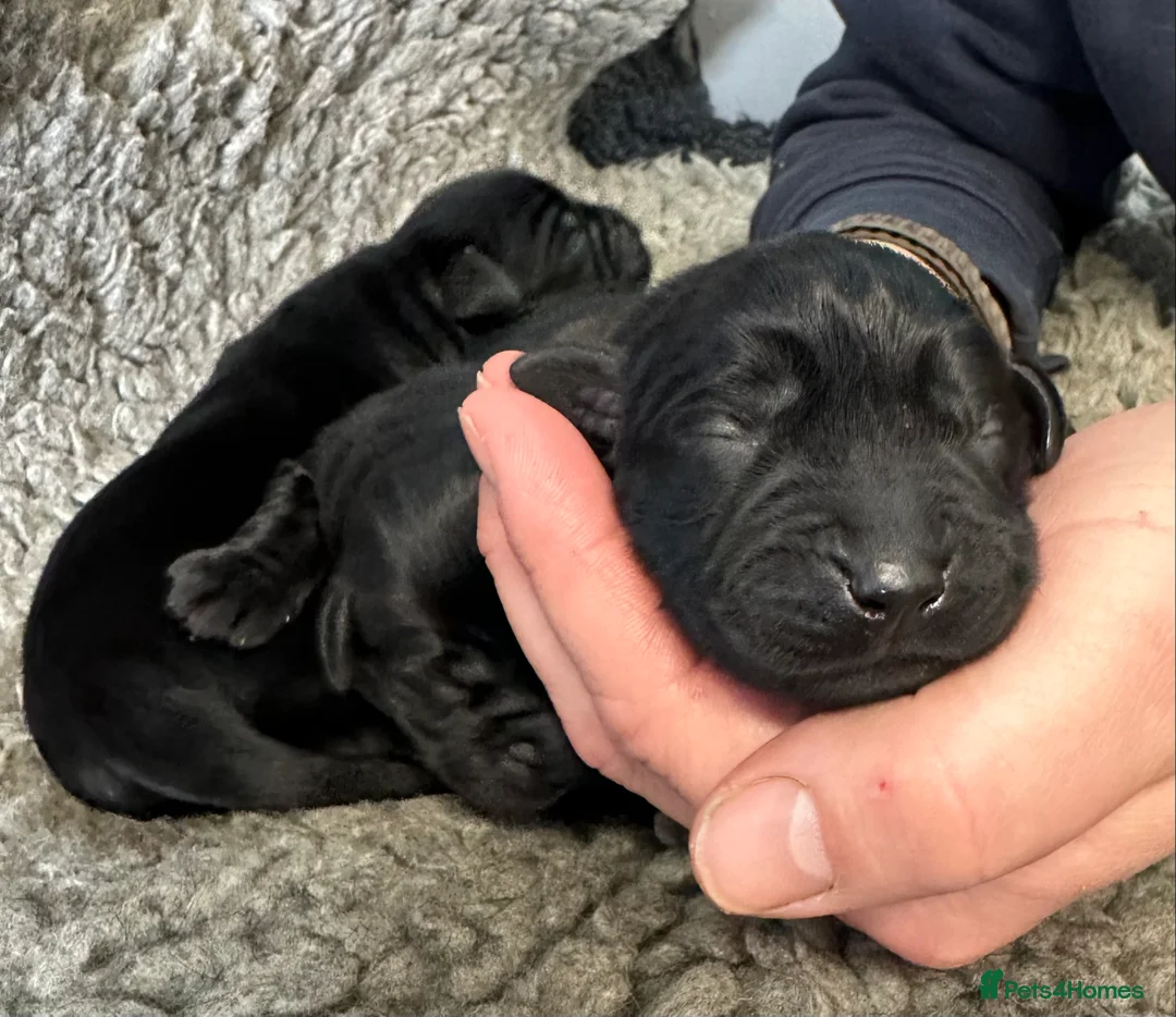 Goldador dogs for sale: 1 Gorgeous Black Goldador - now available - Advert 2
