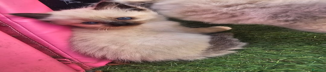 Ragdoll Kitten 5