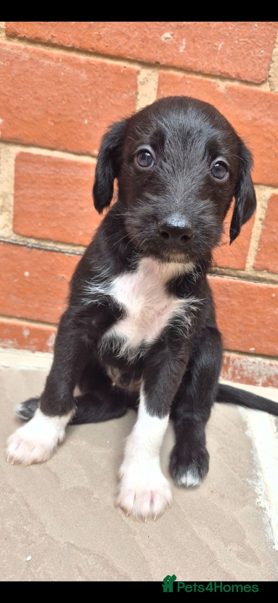 Mixed Breed dogs F1 Bedlington x whippet pups first cross  - Advert 20