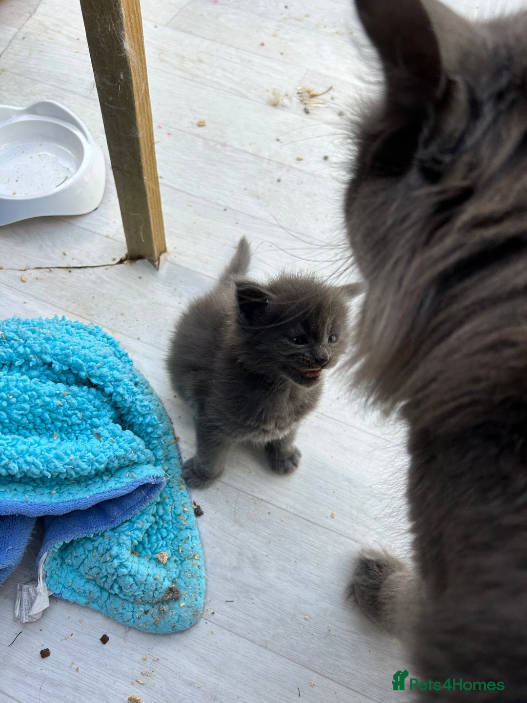 Maine Coon cats for sale: Active TICA GCCF Maine Coon Queen - Advert 8