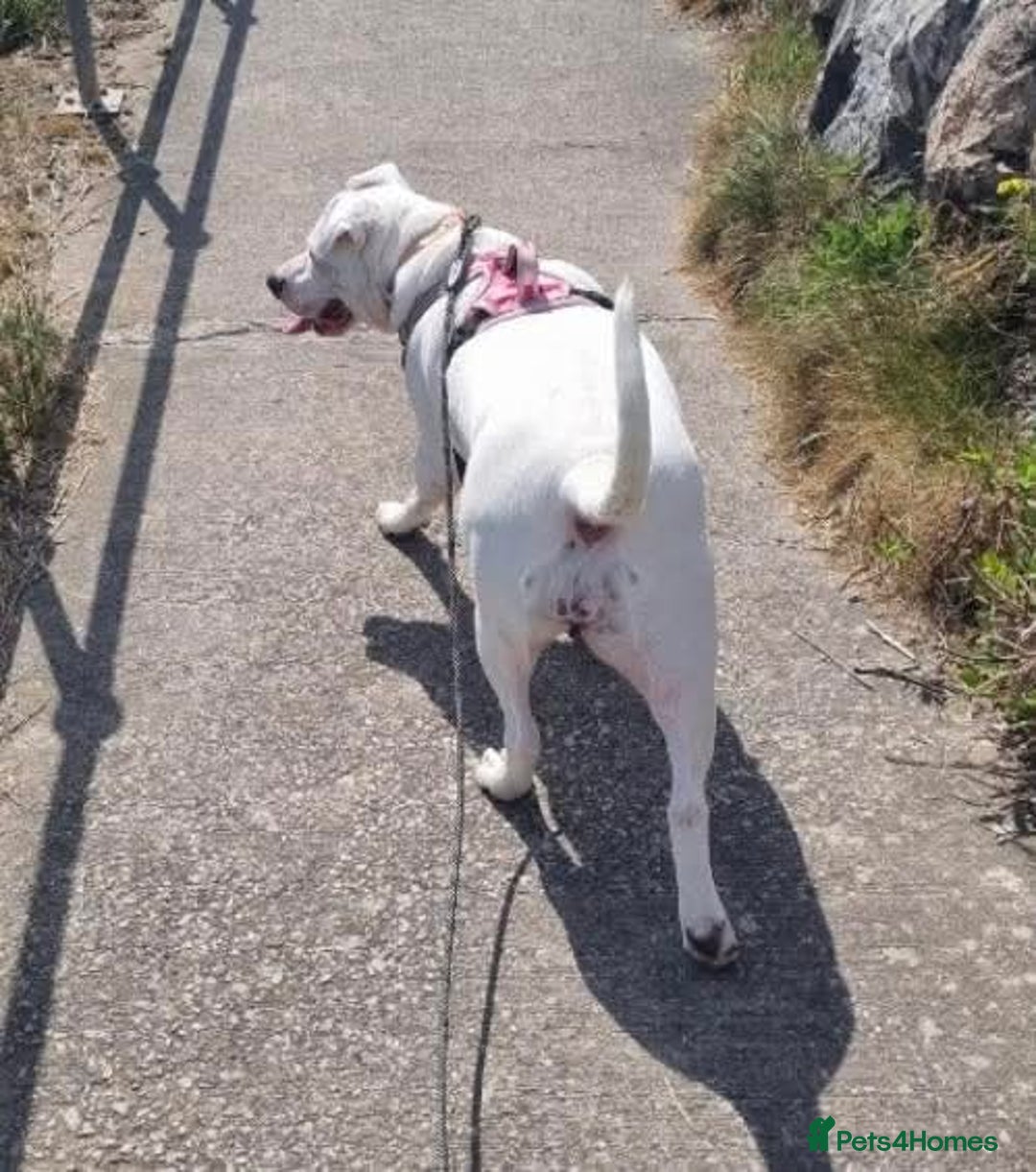 Mixed Breed dogs for adoption: Meet Aria, currently residing in Ormskirk  - Image 3