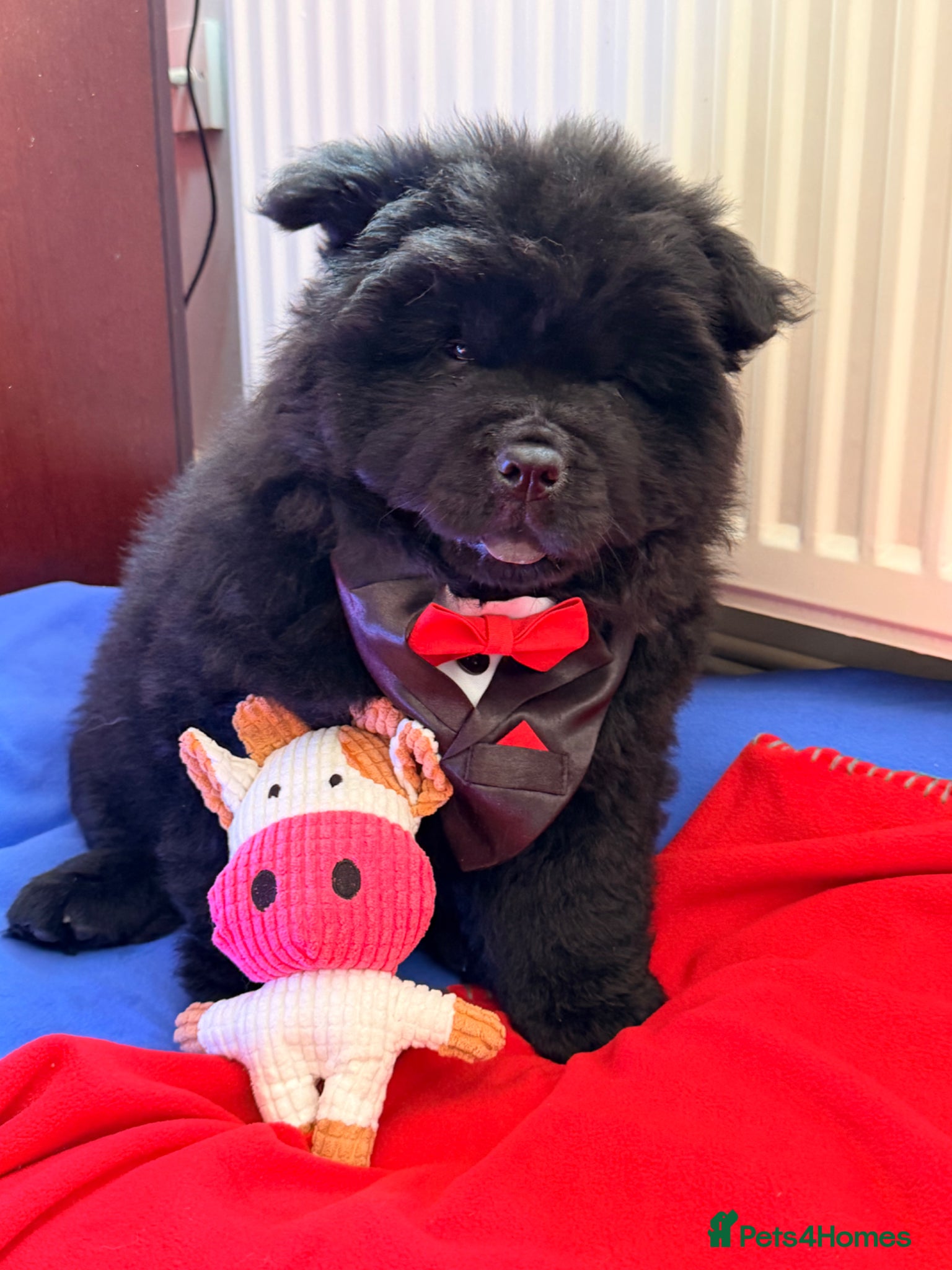 Chow Chow dogs for sale: Fluffy bears ready to go ❤️ in Lampeter - Advert 4