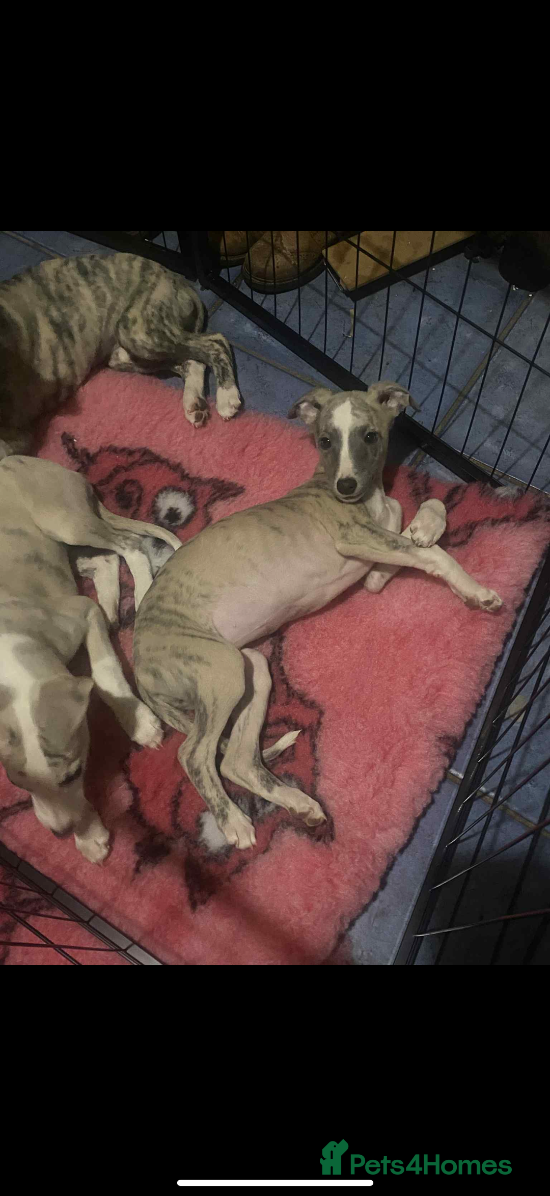 Whippet dogs for sale: Stunning kc registered whippet pups  - Advert 8
