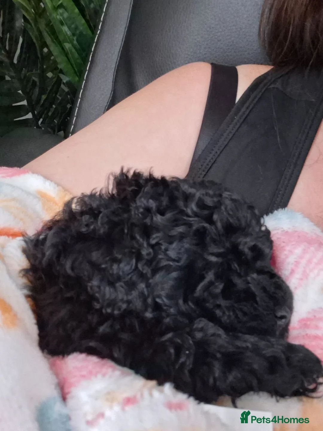 Miniature Poodle dogs for sale: Miniature poodle puppies  - Advert 2