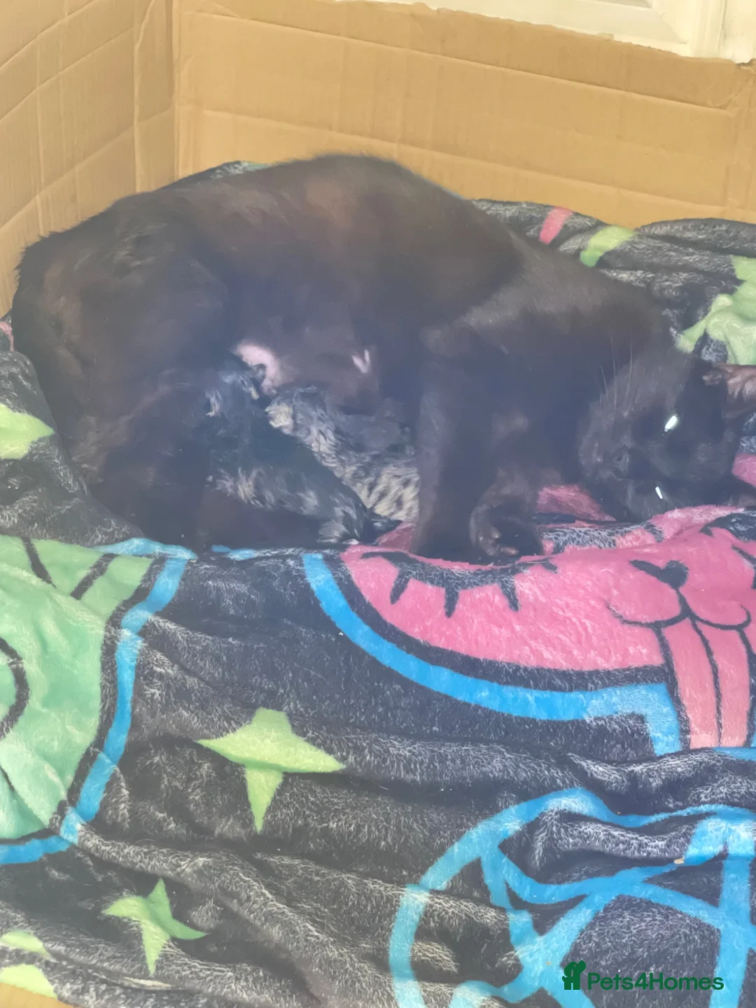 Mixed Breed cats for sale: Kittens  - Advert 1