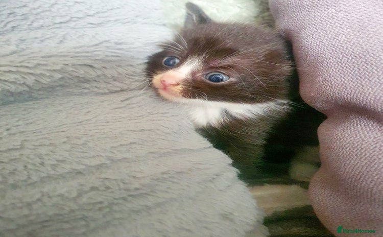 Mixed Breed cats - Advert 12