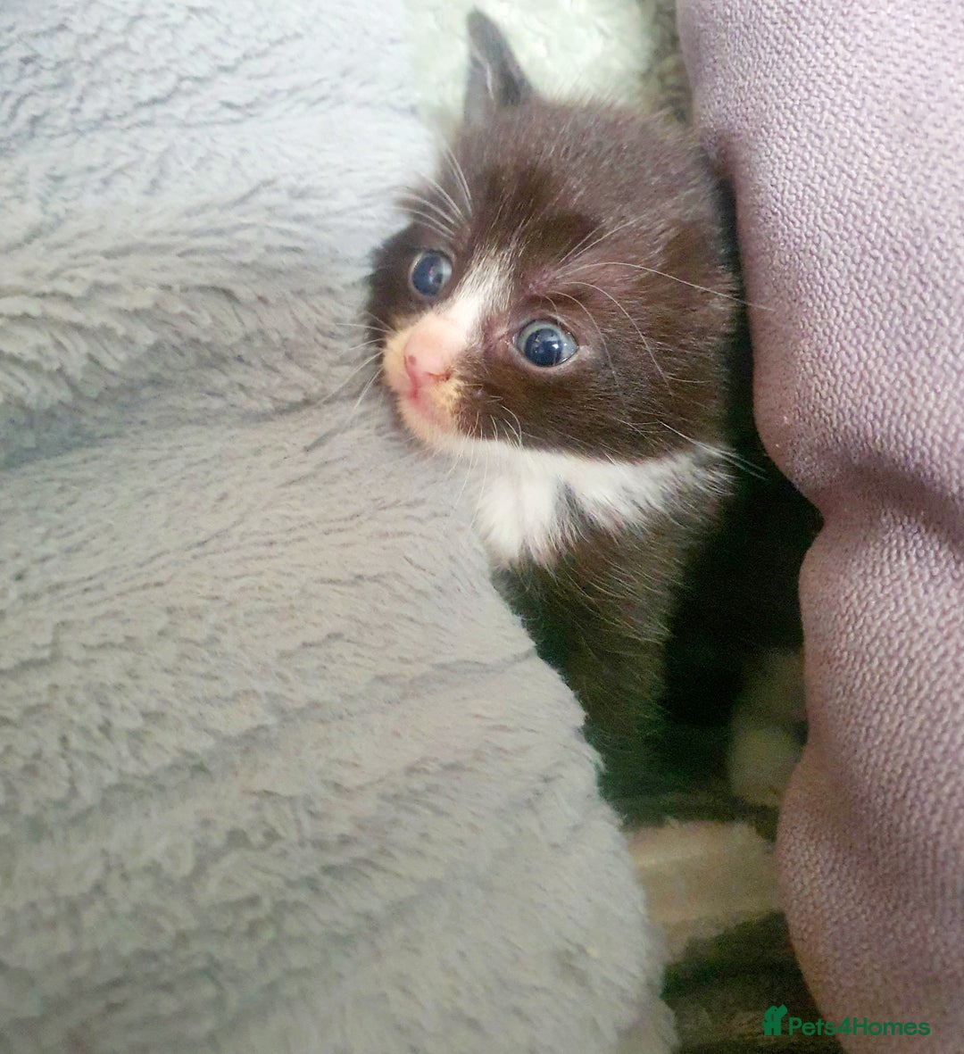 Mixed Breed cats for sale: One little black and white boy left - Image 1