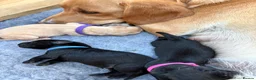 Labrador Retriever dogs for sale: Labrador Puppies in Southampton - Advert 3