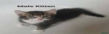 Male tabby kitten