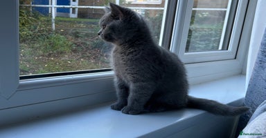 British Shorthair cats - Advert 4