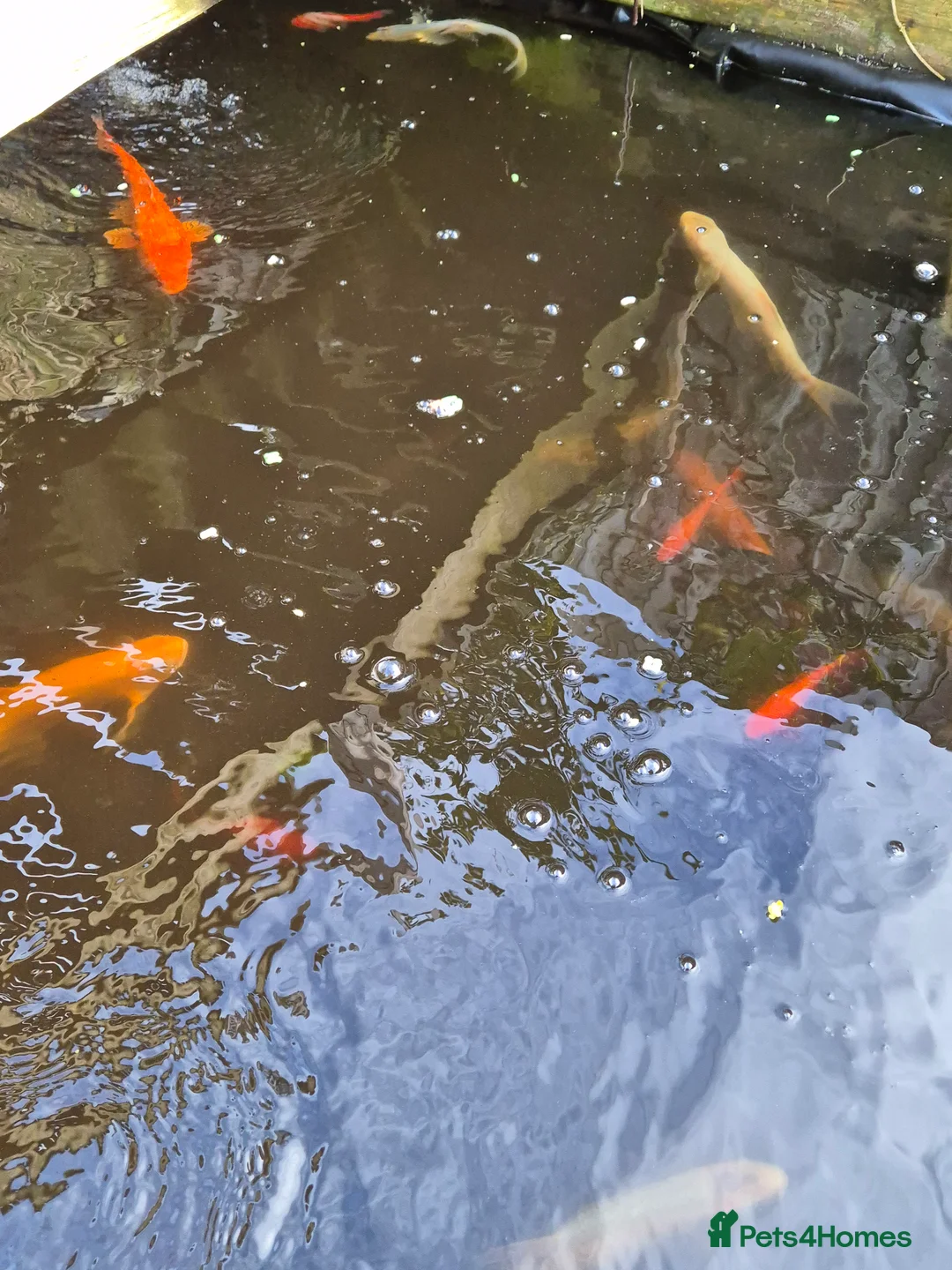 Pond Fish fish for sale: Mixture of pond fish  - Advert 3