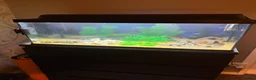 Other/Mixed Breed fish for sale: 105 litre full tropical fish tank set up  - Advert 4