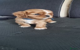 Cavalier King Charles Spaniel dogs for sale: Cavaliers King Charles spaniels - Image 32