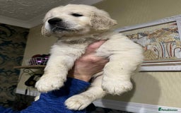 Golden Retriever dogs for sale: Golden Retriever puppies - Last Girls - Image 9