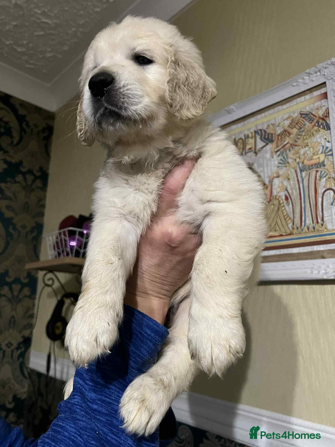 Golden Retriever dogs for sale: Golden Retriever puppies - Last Girls - Image 9