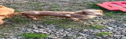 Miniature Dachshund dogs for sale:  Long haired dapple girl  - Advert 2