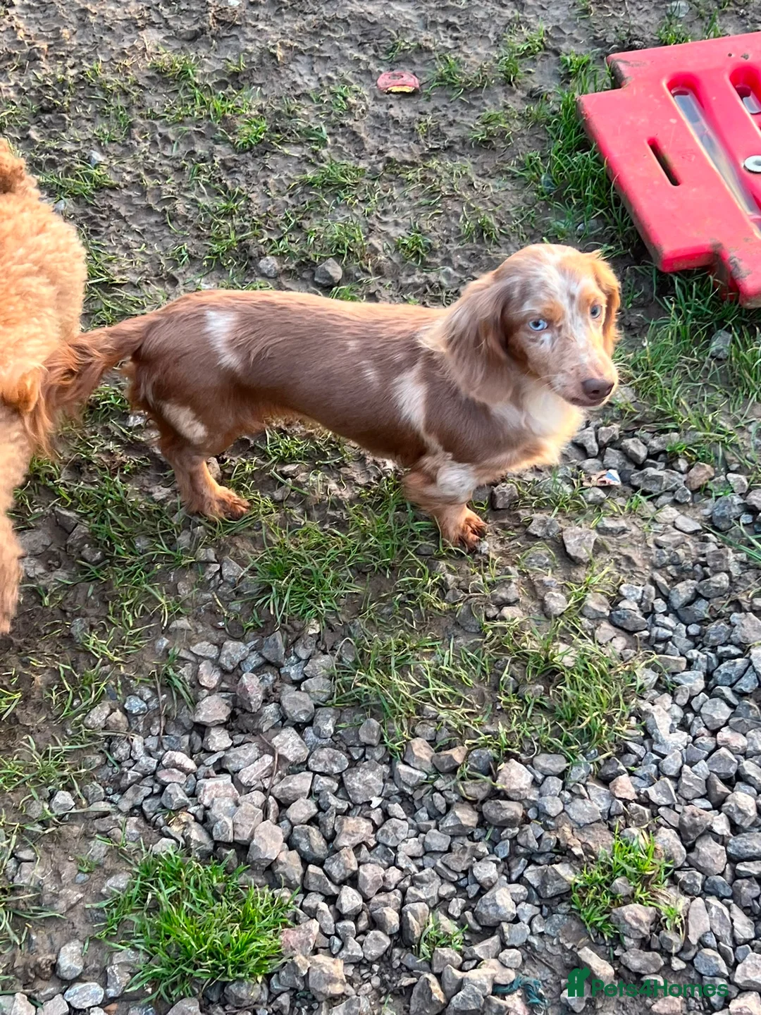 Miniature Dachshund dogs for sale:  Long haired dapple girl  - Advert 2