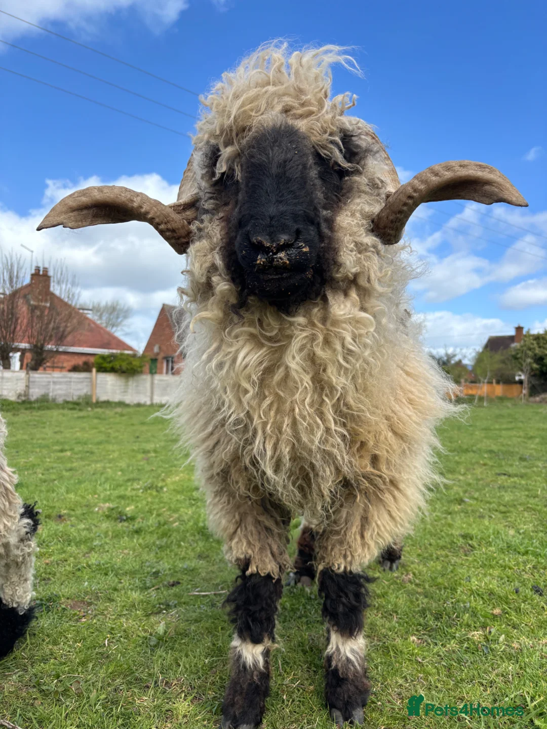 Sheep livestock for sale: Pedigree valais tup  - Advert 2