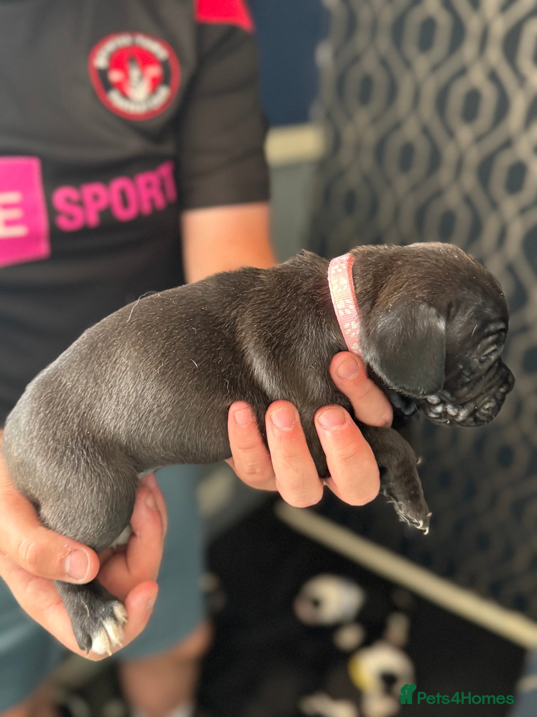 Mixed Breed dogs for sale: American bulldog (not bully) x cocker spaniel  - Image 14