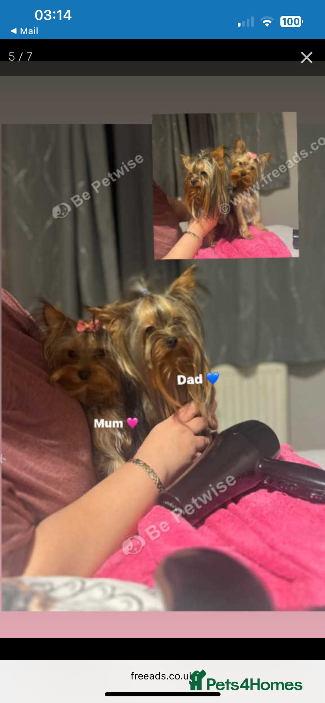 Yorkshire Terrier dogs for sale: MINI PEDIGREE YORKSHIRE TERRIER FOR SALE - Image 8