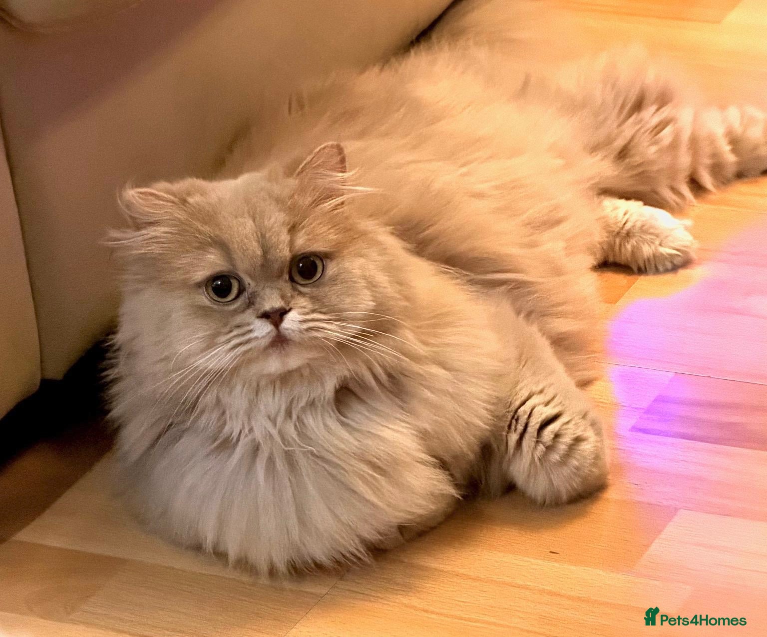 British Longhair cats for sale: 🎀Last longhair girl available from this litter.  - Advert 3