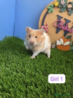 Hamster rodents - Advert 7