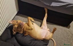 Mixed Breed dogs for sale: Loving Dog Looking for a Forever Home! - Advert 11