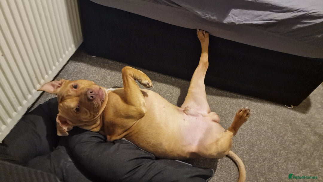 Mixed Breed dogs for sale: Loving Dog Looking for a Forever Home! - Advert 11