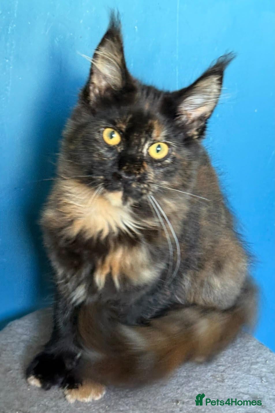 Maine Coon cats  TICA Reg Maine Coons - Advert 6