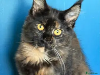 Maine Coon cats TICA Reg Maine Coons - Advert 4
