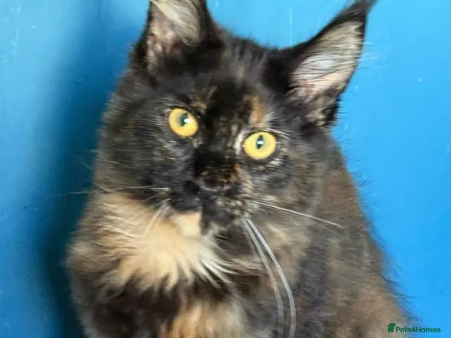 Maine Coon cats TICA Reg Maine Coons - Advert 16