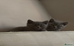 British Shorthair cats for sale: Last Female Gorgeous British Shorthair Kitten - Image 4
