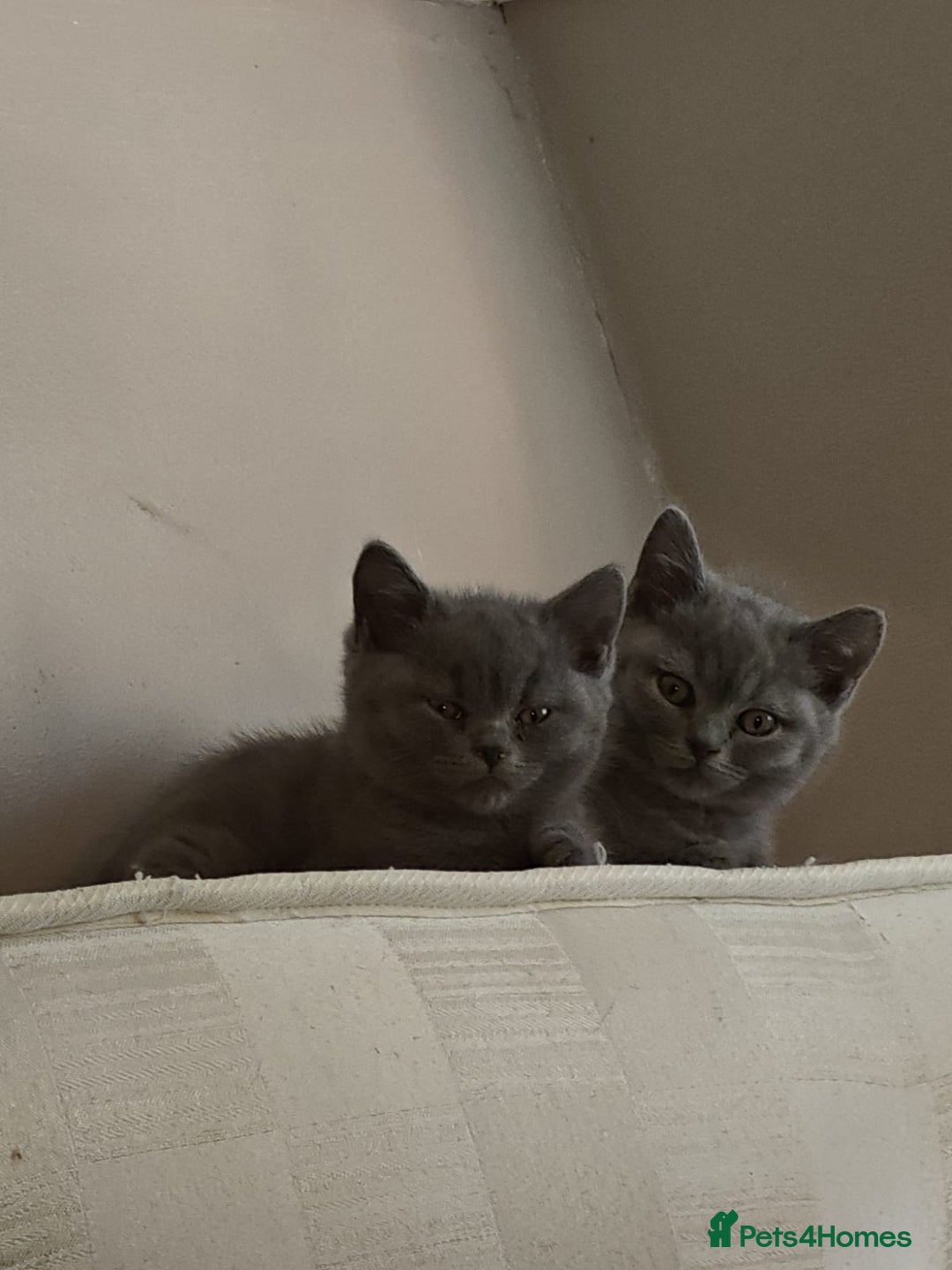British Shorthair cats for sale: Last Female Gorgeous British Shorthair Kitten - Image 4